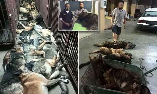 Kontrak Pengeboran Minyak di Kuwait Berakhir, Puluhan Anjing Pelacak Bom Dibantai